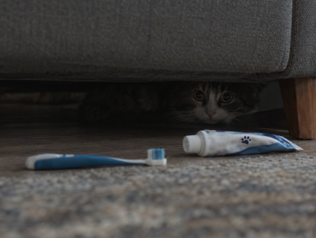 A cat hiding under a sofa next to an abandoned toothbrush