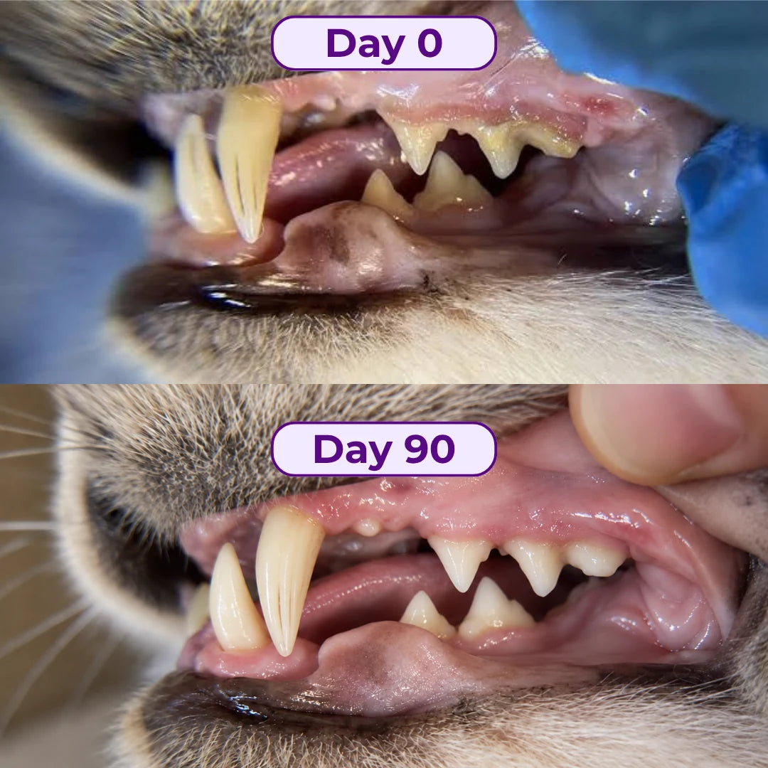 A cat's teeth on Day 0 and Day 90